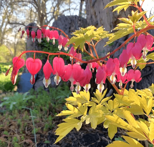 Gold Leaf Bleeding Hearts Bush: A Radiant Perennial Delight