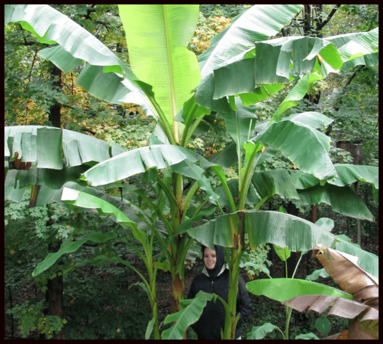 Musa Basjoo Japanese Banana Tree: A Hardy Tropical Beauty – mygardenchannel