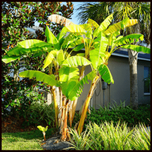 3 Musa Basjoo Hardy Banana Tree In 4 Inch Pot. 3 Pots Plants, One Plant Per Pot
