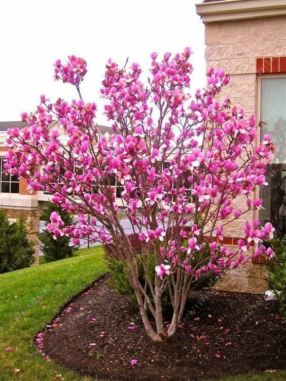 Ann Magnolia Tree: A Graceful Beauty for Your Outdoor Oasis