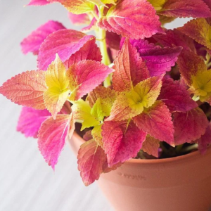 Alabama Sunset Coleus