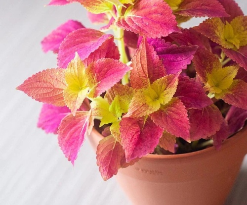 Alabama Sunset Coleus