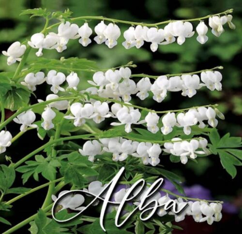 Alba White Bleeding Hearts