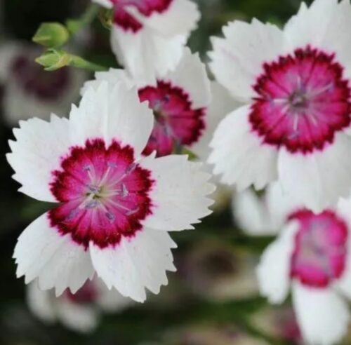 Arctic Fire Dianthus Pink and White Flowers