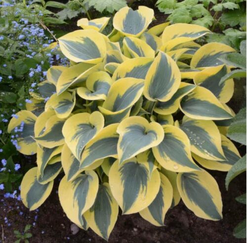 Autumn Frost Hosta