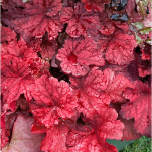 Autumn Leaves Heuchera