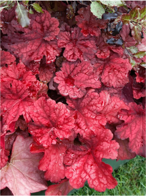 Autumn Leaves Heuchera