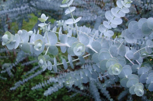 Baby Blue Eucalyptus Tree