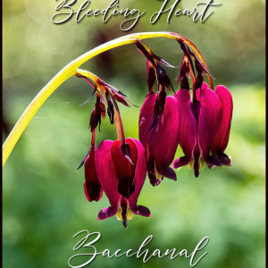 Bacchanal Bleeding Hearts Plant