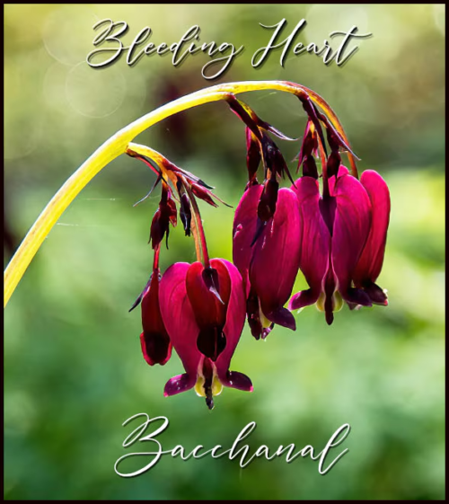 Bacchanal Bleeding Hearts Plant