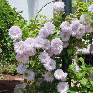 Belle of Woking Clematis