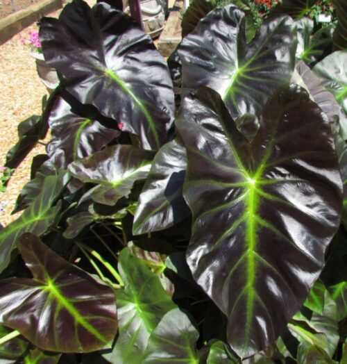 Aloha Black Elephant Ears