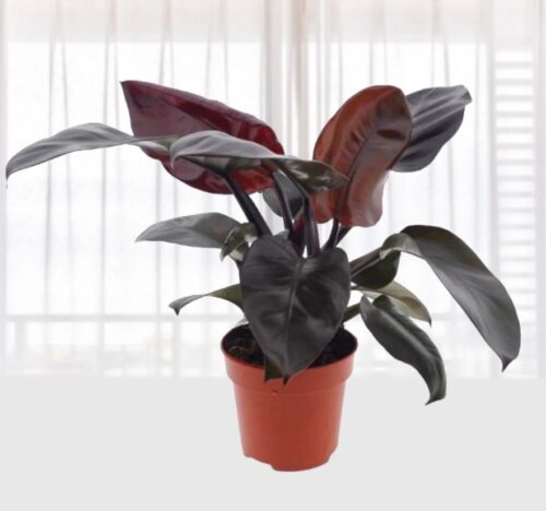 Black Cardinal Philodendron