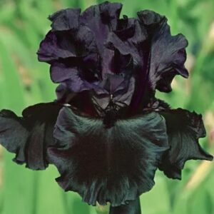 Black Iris