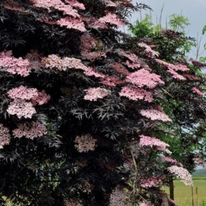 Black Lace Sambucus bush