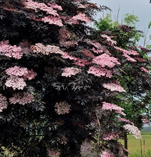 Black Lace Sambucus bush