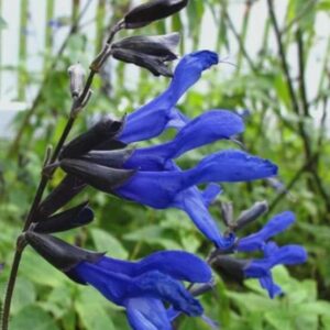 Black and Blue Salvia