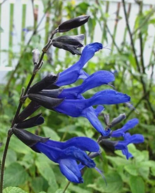 Black and Blue Salvia