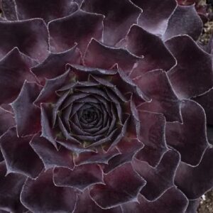 Black hen and chicks