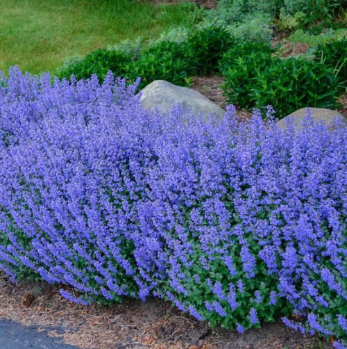 Blue Catmint