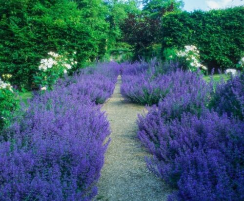 Blue Catmint Flowers