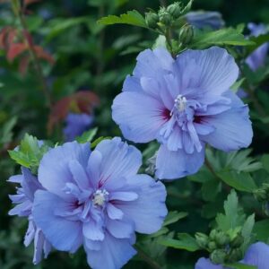 Blue Chiffon Hibiscus