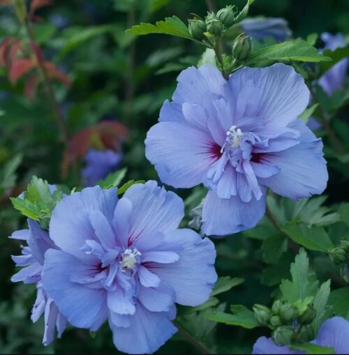 Blue Chiffon Hibiscus