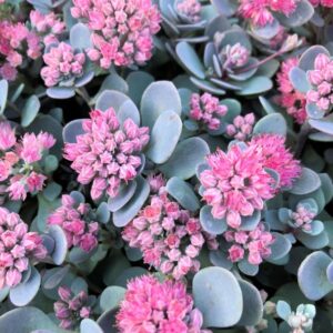 Blue Elf Sedum