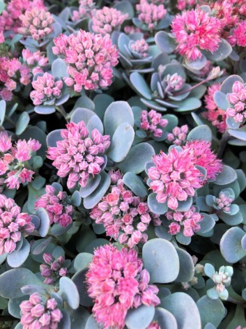 Blue Elf Sedum