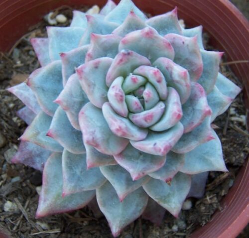 Bluebird Echeveria