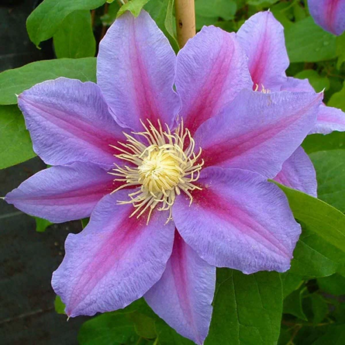 Barbara Jackman Clematis