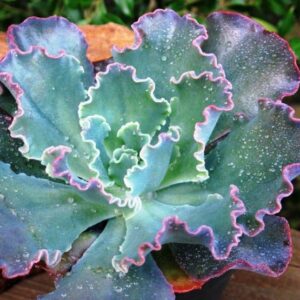 Echeveria Giant Blue