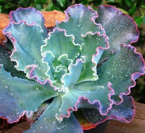 Echeveria Giant Blue