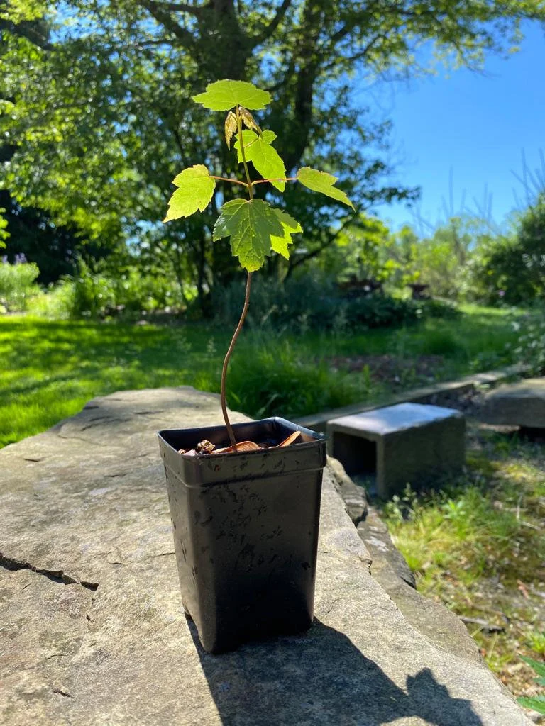 A picture of our own a red maple seeding 