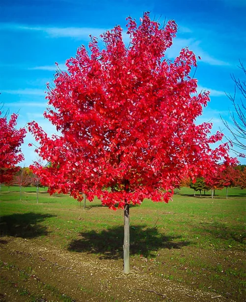 Red Maple Tree 1-2' Feet For Sale