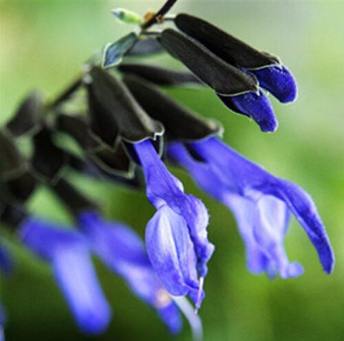 Salvia Black and Blue