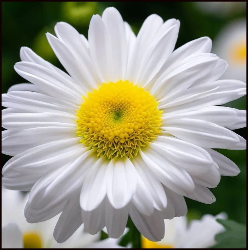 Alaska Daisy: A Comprehensive Guide to Growth, Care, and Maintenance