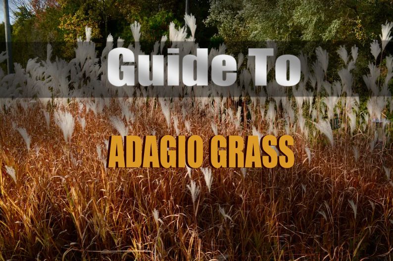 Adagio Grass: A Guide to Growth, Care, and Maintenance