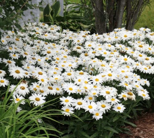 Alaska Daisy - Image 2