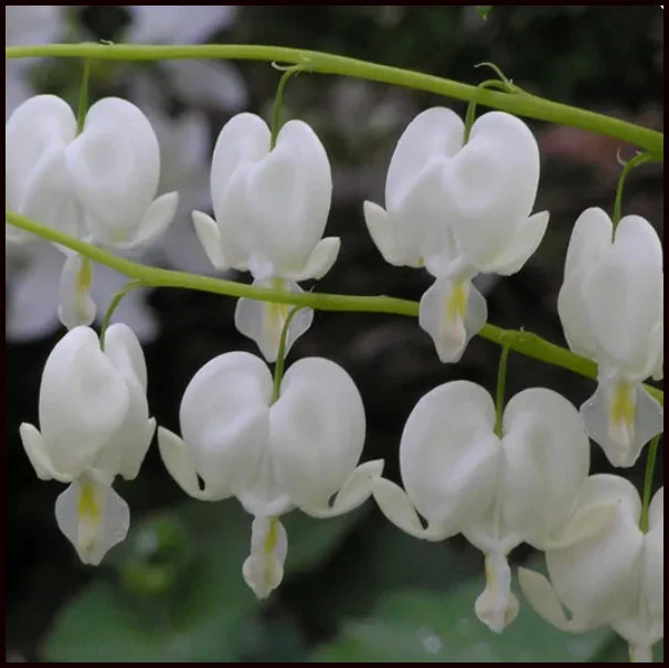 Picture of alba white bleeding hearts