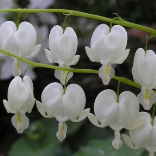 Alba White Bleeding Hearts - Image 2