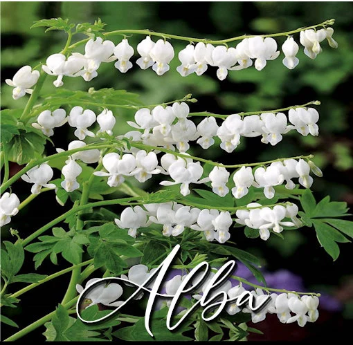 Caring for Alba White Bleeding Hearts (Dicentra spectabilis ‘Alba’)