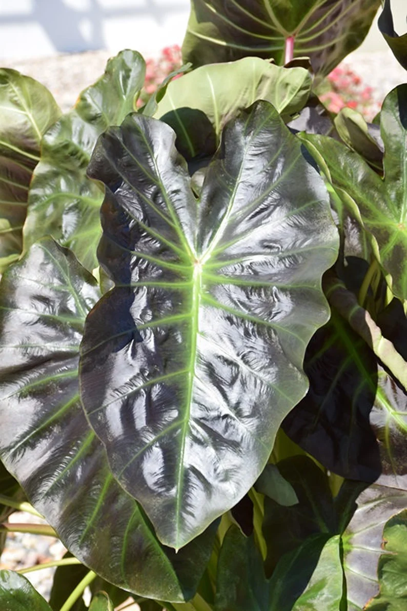 How to Care for Aloha Elephant Ear Plants