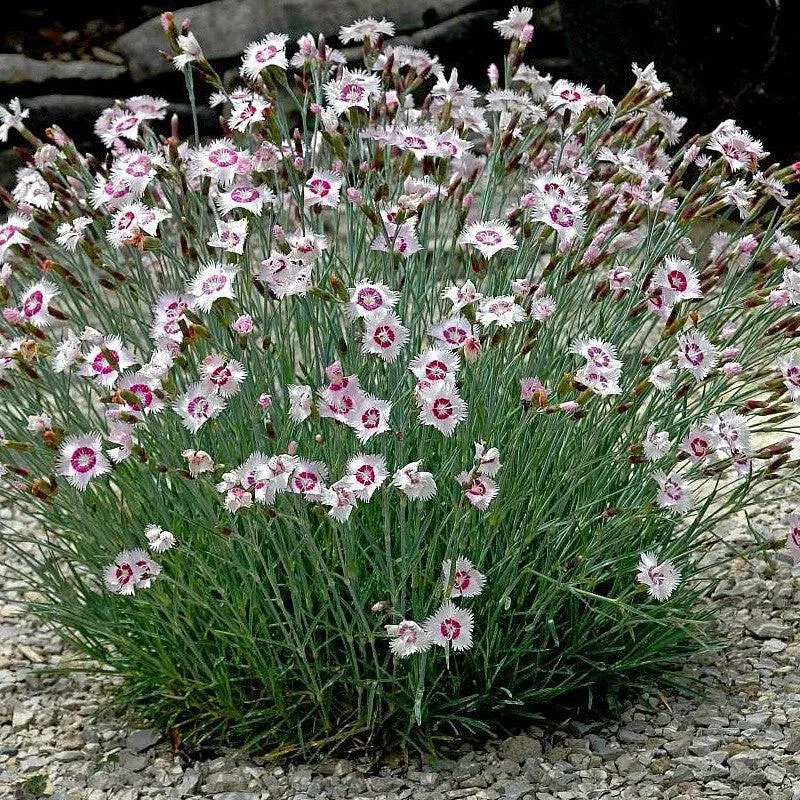 Caring for Arctic Fire Dianthus