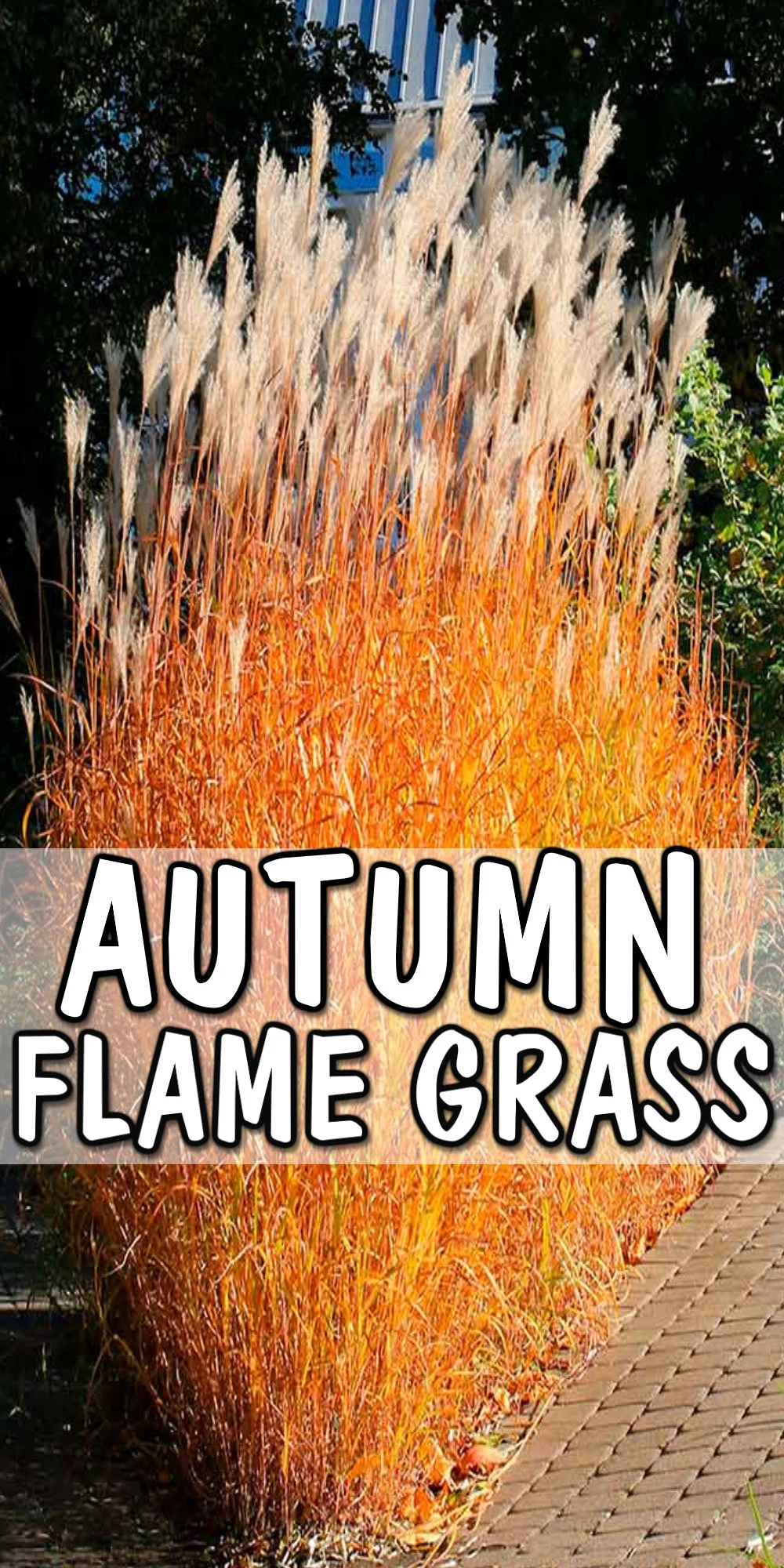 Caring for Autumn Flame Grass