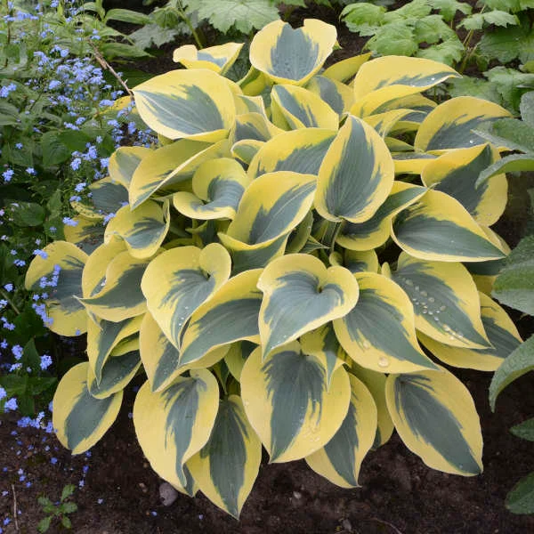 Caring for Autumn Frost Hosta