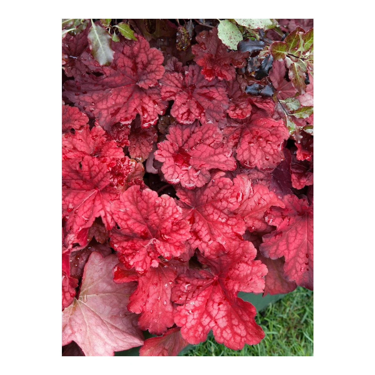 Caring for Autumn Leaves Heuchera