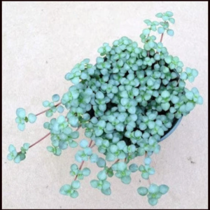 baby blue tears pilea