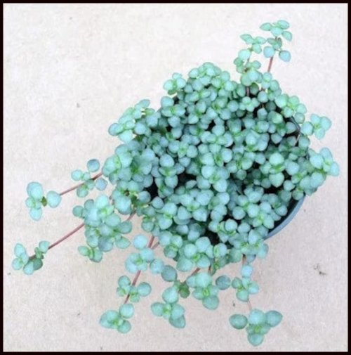 baby blue tears pilea