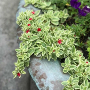 baby sunrose succulent